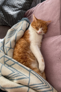 Kater Lui auf der Couch