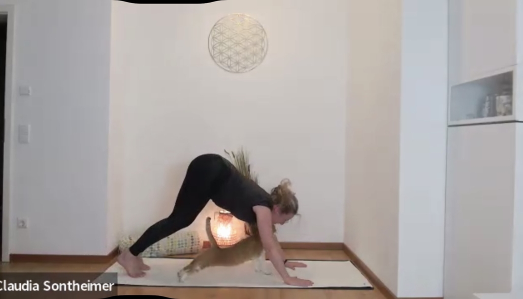 Kater Lui streckt sich auf der Yogamatte, während Claudia Sontheimer im herabschauenden Hund steht